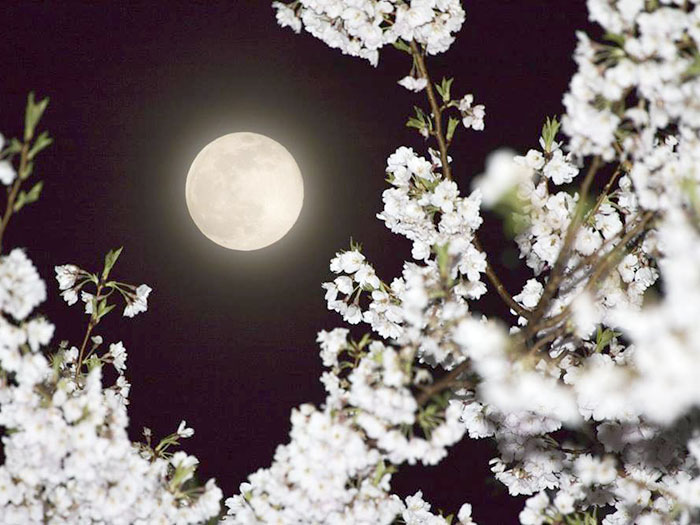 桜の名木越しの月